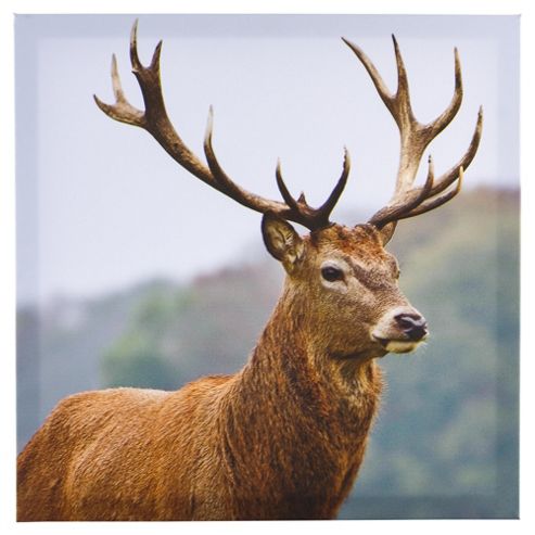 Image of Photographic Stag Print 35x35cm