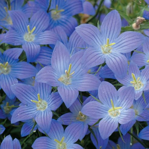 Image of Campanula Ramosissima 'meteora' - 1 Packet (70 Seeds)