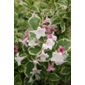weigela (Weigela 'Florida Variegata')