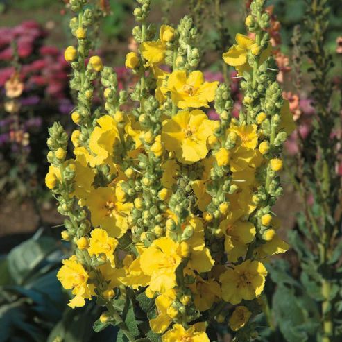 Image of Verbascum X Hybrida 'banana Custard' - 1 Packet (40 Seeds)