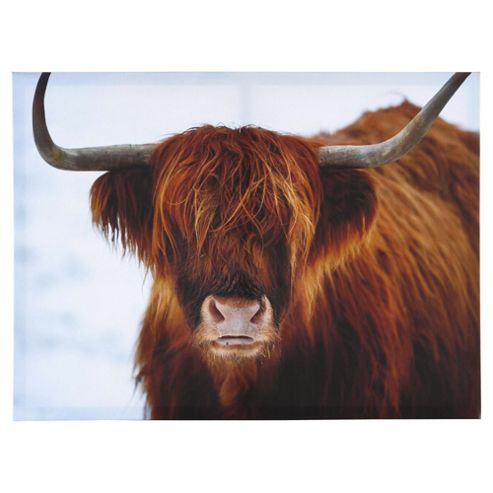 Image of Highland Cow Canvas 50x37cm
