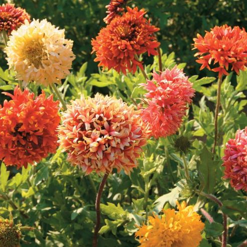 Image of Gaillardia Pulchella 'razzledazzle' - 1 Packet (100 Seeds)
