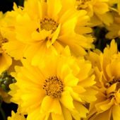 Coreopsis grandiflora 'Presto' - 12 plugs