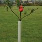 Tree Guard - 1 tree guard