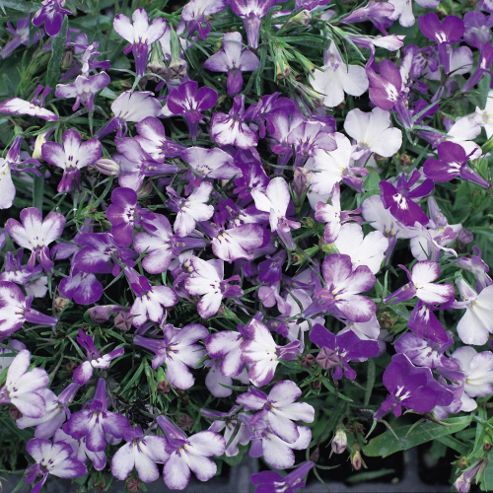 Image of Lobelia Erinus 'blue Splash' - 1 Packet (1000 Seeds)