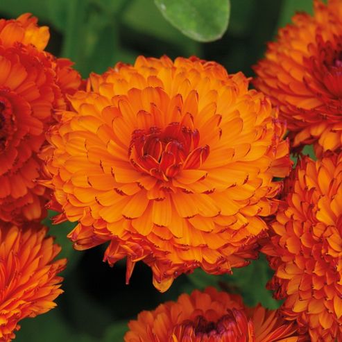Image of Calendula Officinalis 'neon' - 1 Packet (100 Seeds)