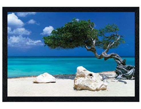 Image of Tom Mackie Black Wooden Framed The Divi Divi Tree Poster