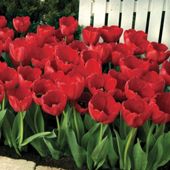 Tulip 'Red Impression' - 20 bulbs