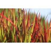 Japanese blood grass (Imperata cylindrica 'Rubra')
