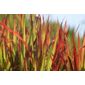 Japanese blood grass (Imperata cylindrica 'Rubra')