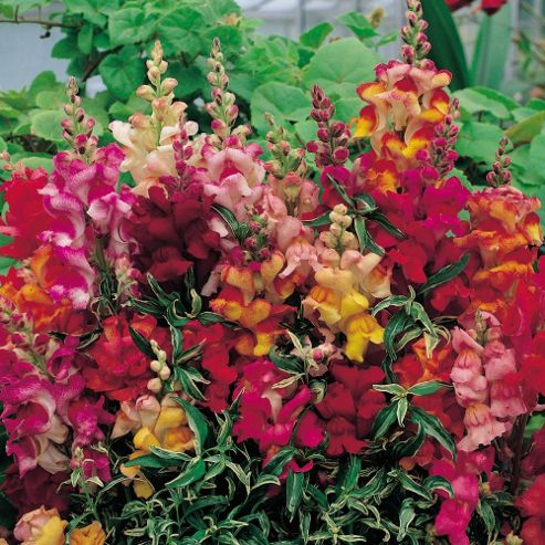 Image of Antirrhinum Nanum 'frosted Flames' - 1 Packet (60 Seeds)
