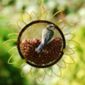 Flower peanut feeder