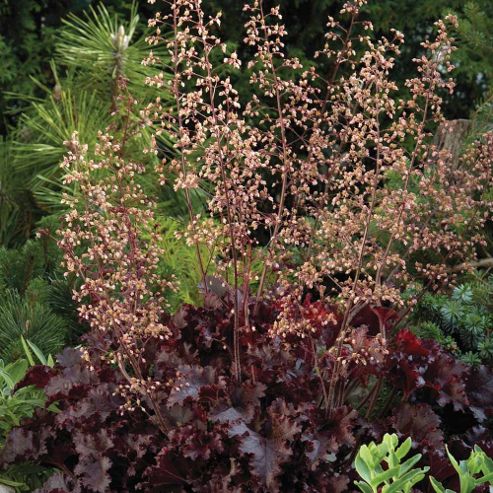 Image of Heuchera Hybrida 'melting Fire' - 1 Packet (25 Seeds)