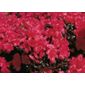 evergreen azalea (Rhododendron 'Maruschka')