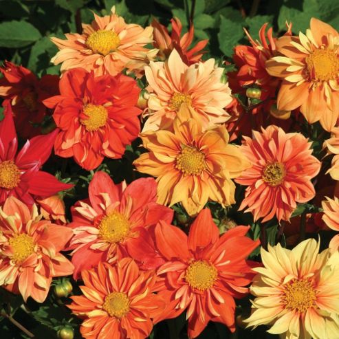 Image of Dahlia Variabilis 'sunny Reggae' - 1 Packet (40 Seeds)