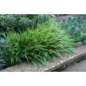 hakonechloa (Hakonechloa macra)