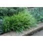 hakonechloa (Hakonechloa macra)