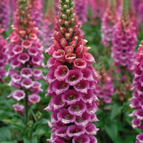 Image of Foxglove 'candy Mountain' - 1 Packet (200 Seeds)