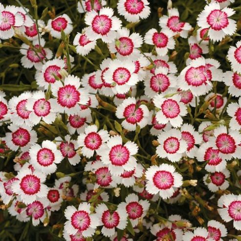 Image of Dianthus Deltoides 'arctic Fire' - 1 Packet (80 Seeds)