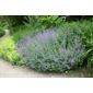 catnip (Nepeta racemosa 'Walker's Low')