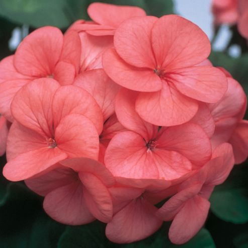 Image of Geranium 'horizon Coral Spice' F1 Hybrid - 1 Packet (6 Seeds)