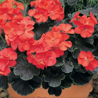 Buy Geranium 'Black Velvet Red' - 30 plugs from our All Flowers and ...