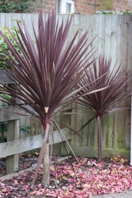 Buy cabbage tree (Cordyline australis 'Red Star') from our All Flowers and Plants range - Tesco