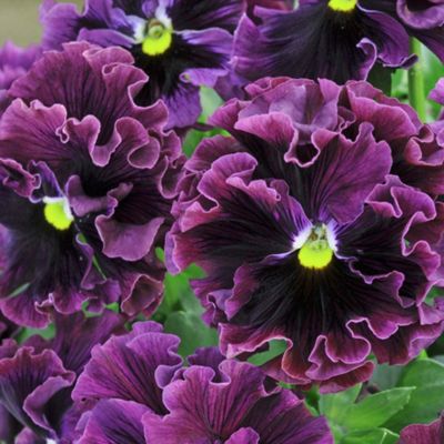 Buy Pansy 'Frizzle Sizzle Burgundy' - 12 plugs from our All Flowers and ...