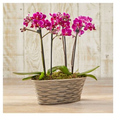 Buy Finest Phalaenopsis Orchid Planter from our All ...