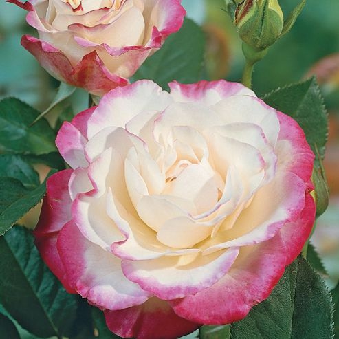 Buy Rose 'Double Delight' (Hybrid Tea Rose) - 1 bareroot plant from our ...
