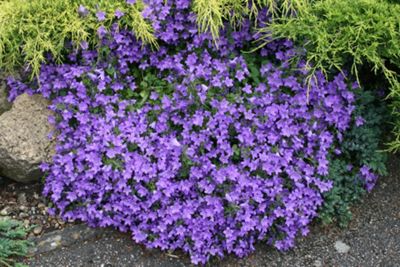 Buy dalmatian bellflower (Campanula portenschlagiana) from our All ...