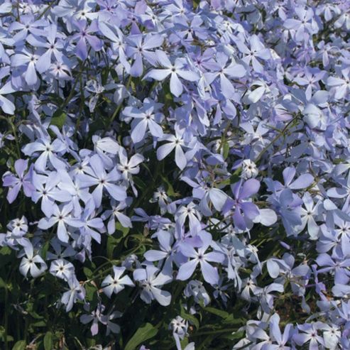 Buy Phlox divaricata 'Clouds of Perfume' - 10 jumbo plugs from our ...