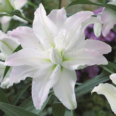 Buy Lily Miss Lucy - 3 bulbs from our Bulbs range - Tesco