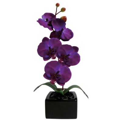 Planta de interior orquídea Tesco