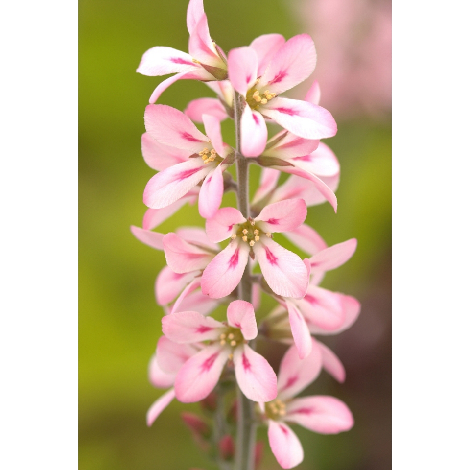 bridal wreath (Francoa sonchifolia Pink Bouquet)