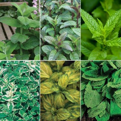 Buy Mint Plant Collection - 6 jumbo plugs - 1 of each variety from our ...