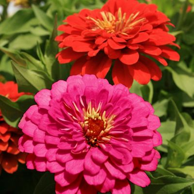 Buy Zinnia 'Double Zahara Cherry' & 'Double Zahara Fire' - 42 plugs ...