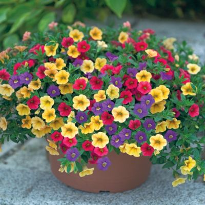Buy Petunia (Mini Petunia) - 3 triple pack pots from our All Flowers ...