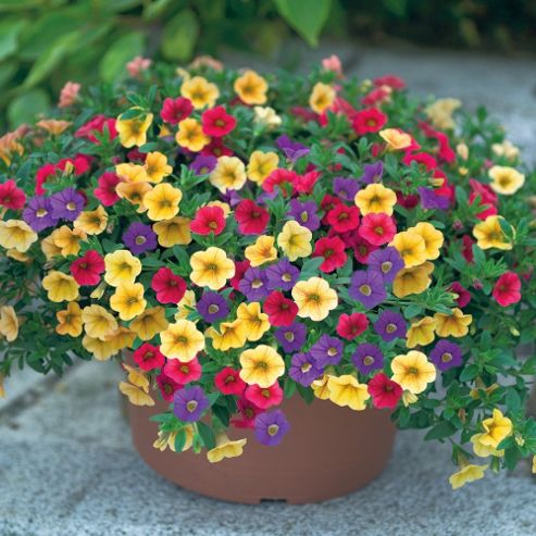 Buy Petunia (Mini Petunia) - 3 triple pack pots from our Plants range ...