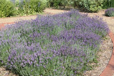 Is Cactus Soil Good For Lavender Home Guides Sf Gate