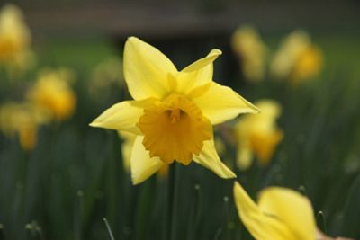 Buy trumpet daffodil bulbs (Narcissus 'Rijnveld's Early ...