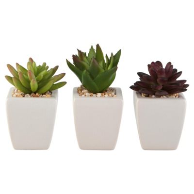 Buy Succulents in Mini Drum Pot from our Artificial Flowers & Plants ...