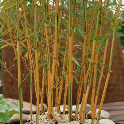 Buy Golden Bamboo - 1 plant in 30cm pot from our Plants ...