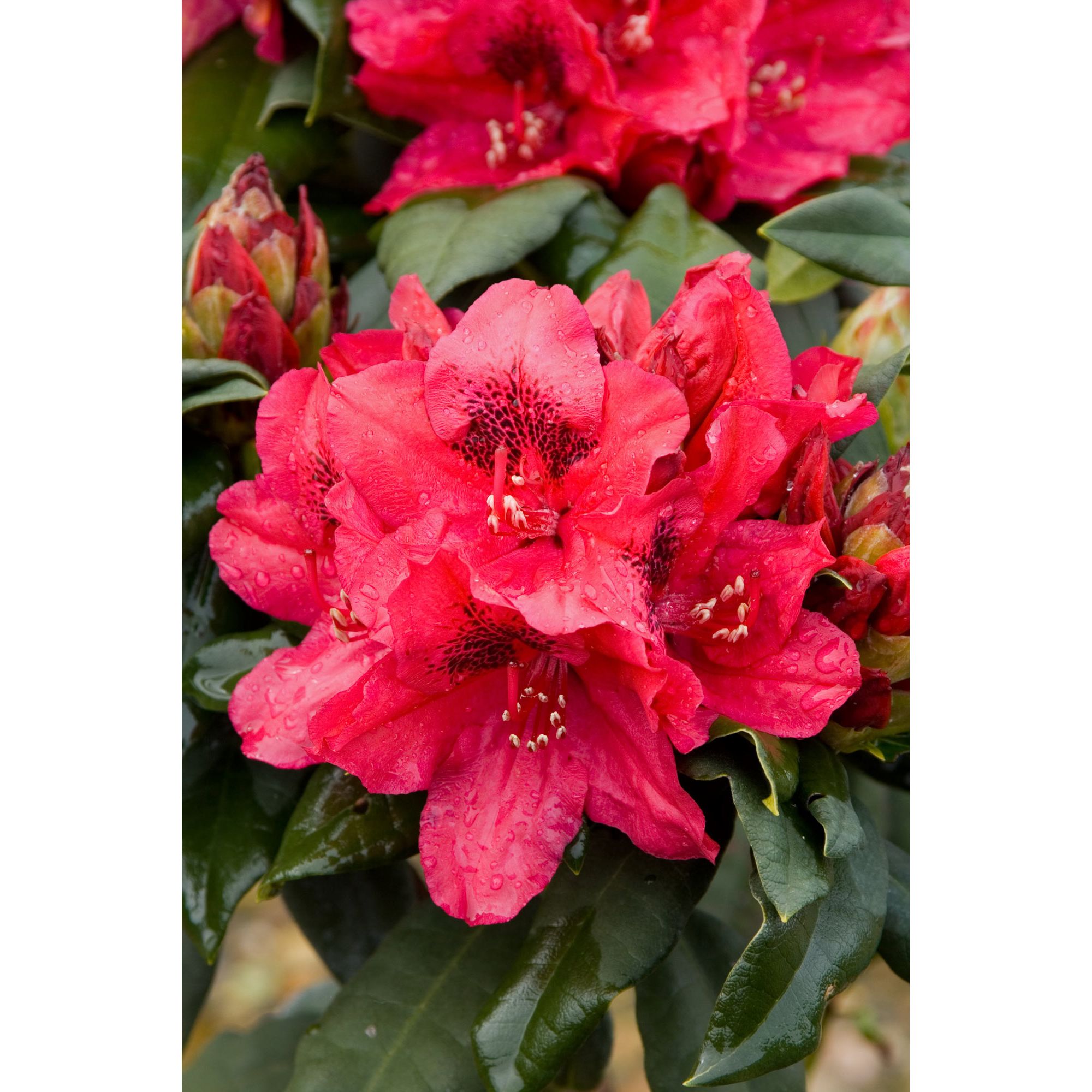 Tesco Direct - hybrid rhododendron (Rhododendron 'Lord Roberts ...