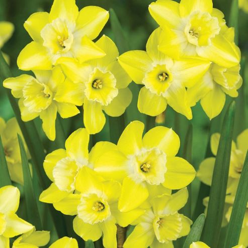 Buy Narcissus 'Regeneration' - 4 bulbs from our Bulbs range - Tesco