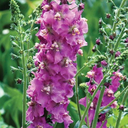 Buy Verbascum 'Pink Pixie' - 1 x 7cm potted plant from our Plants range ...