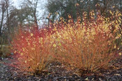 Buy dogwood (Cornus sanguinea 'Midwinter Fire') from our ...