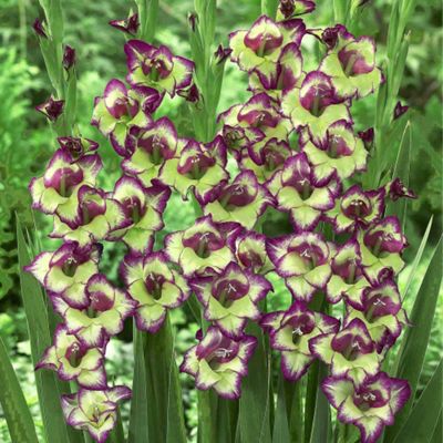 Buy Gladiolus Laguna - 10 corms from our Bulbs range - Tesco