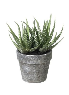 Buy Parlane Artificial Potted Succulents Plant - 11cm from our ...