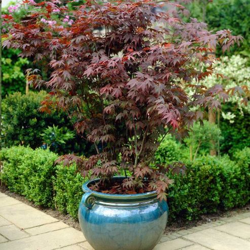 Buy Acer palmatum 'Atropurpureum' - 1 plant in 9cm pot from our Plants ...